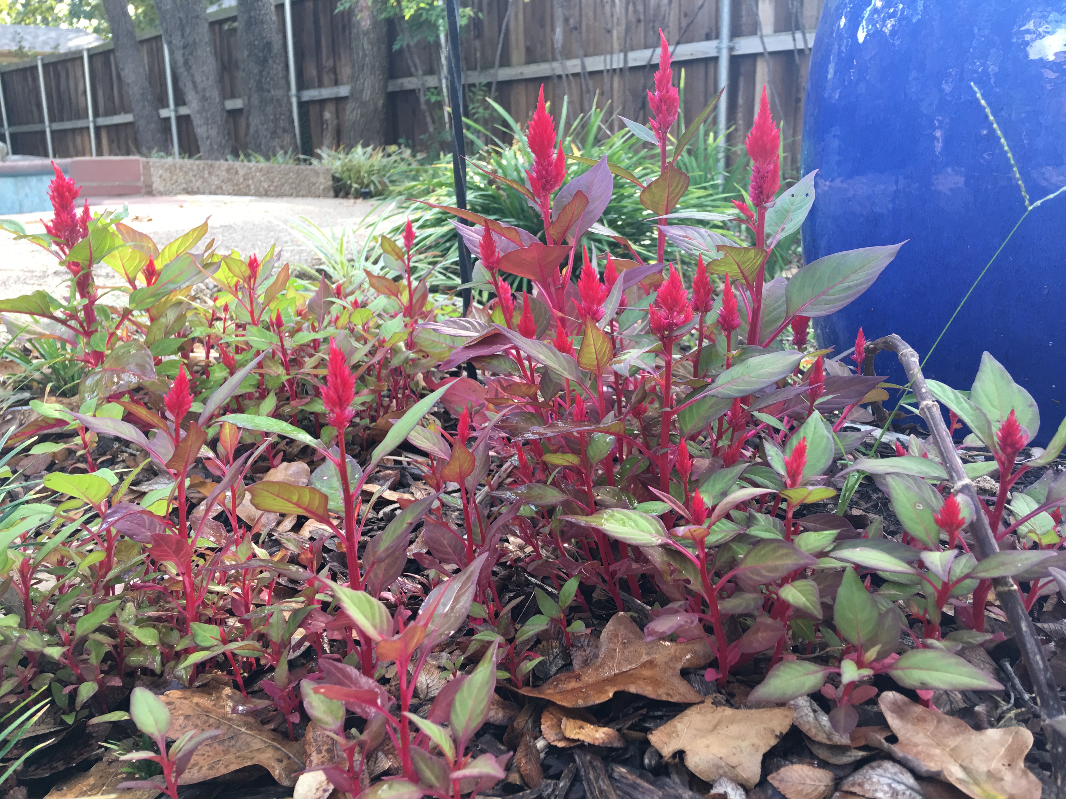 celosia