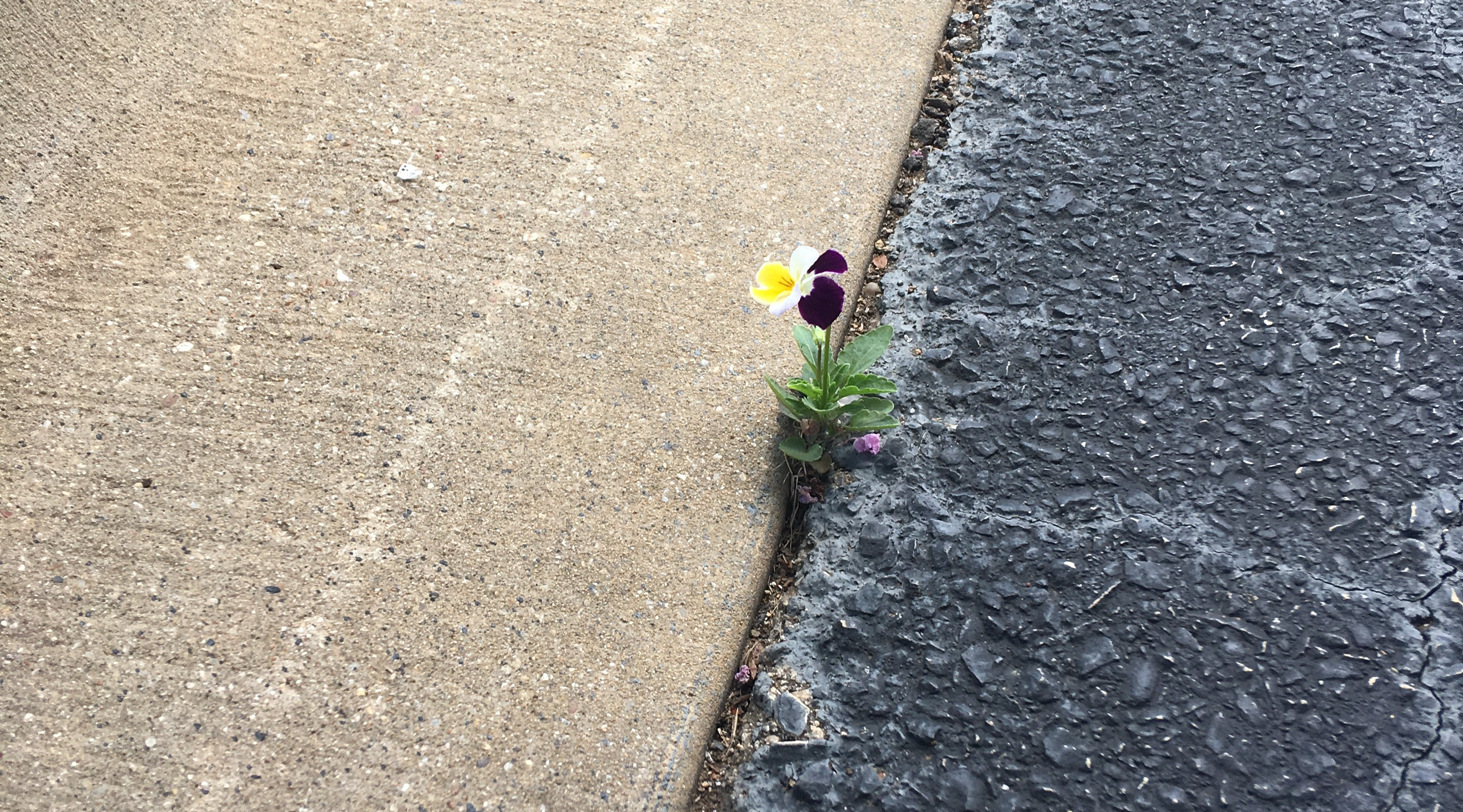 determined flower