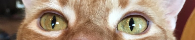 cat eyes