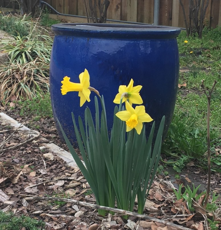 daffodils