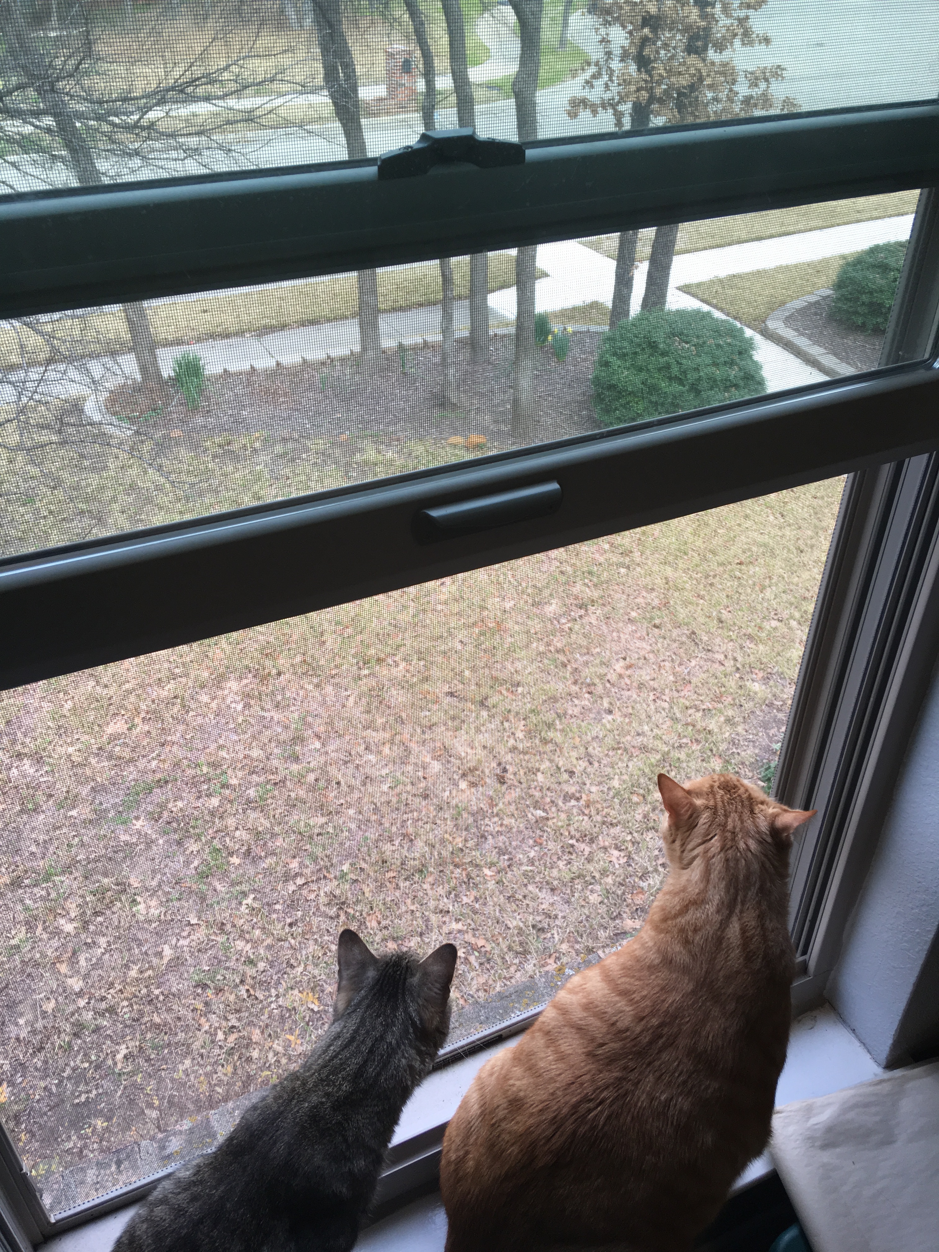 cats daffodils