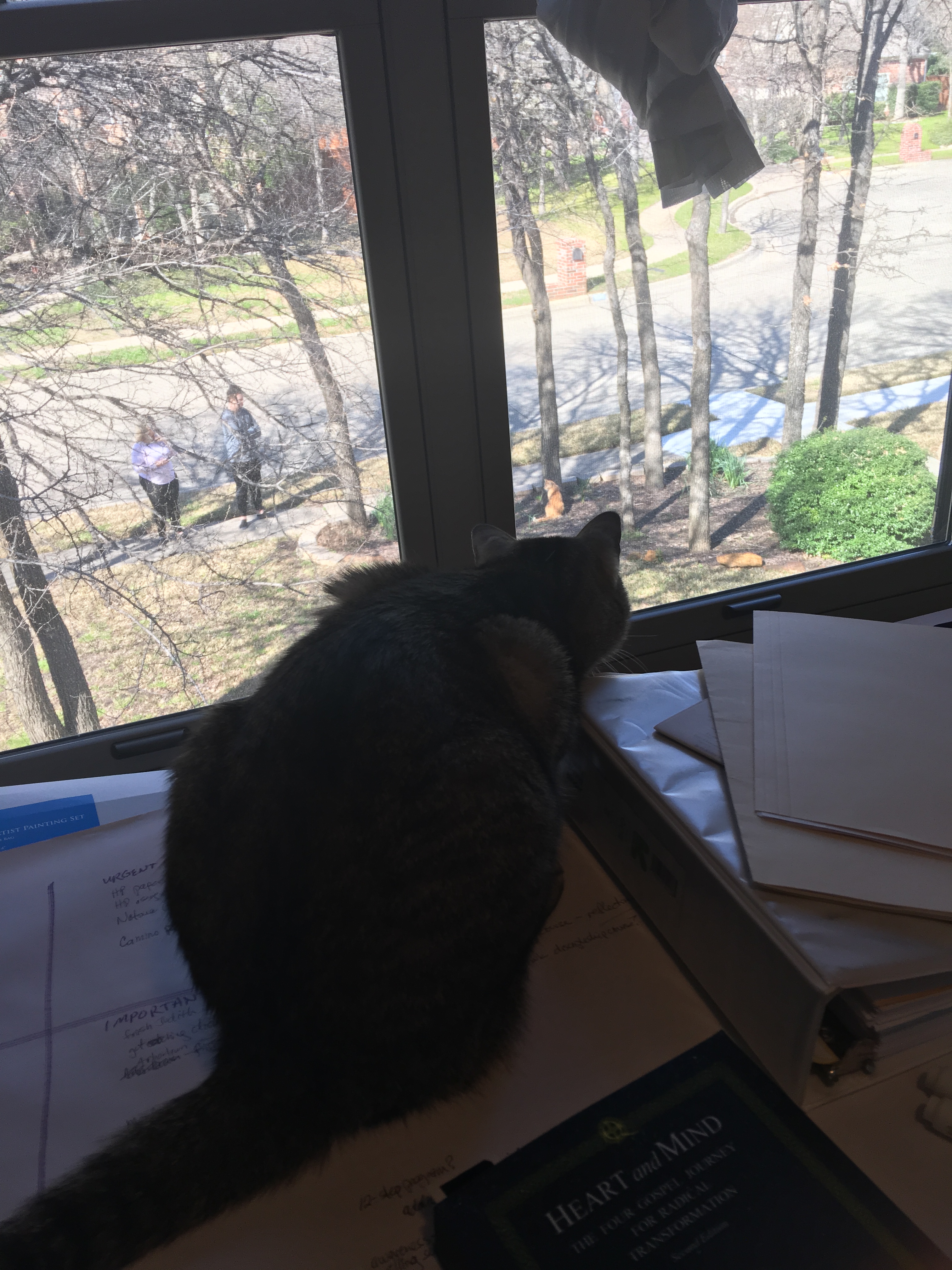 cat watch cat