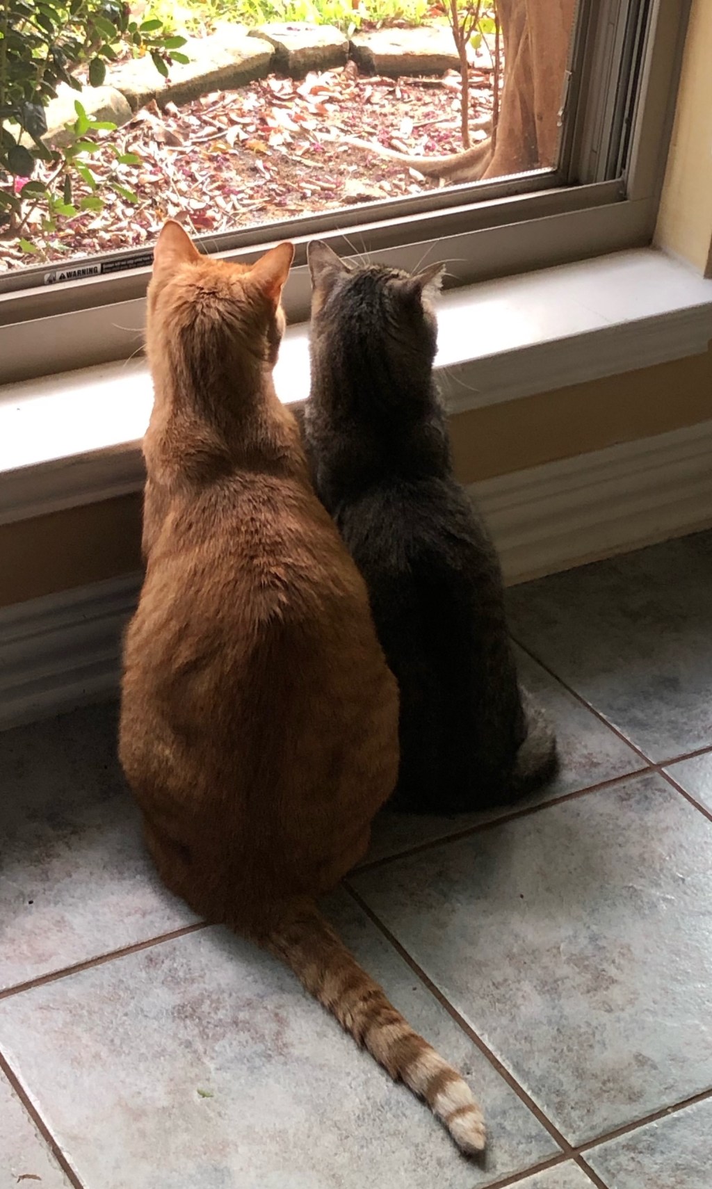 20 Things I’ve Learned from my&nbsp;Cats