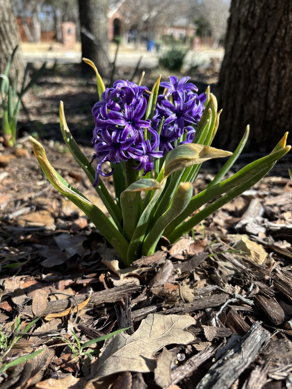 Spring Gifts